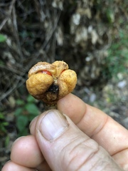 Anthocarapa nitidula