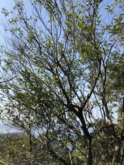 Melodinus suaveolens