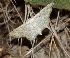 Idaea elongaria