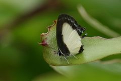 Nacaduba cyanea