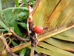 Alpinia carolinensis