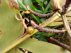 Alpinia carolinensis
