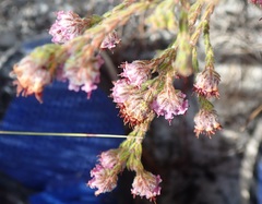 Erica barbigeroides