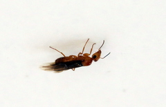 Opisthopsis