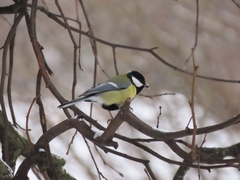 Parus major