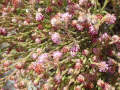 Erica barbigeroides