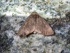 Ichneutica nullifera