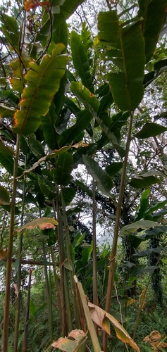 Giant Caroline island ginger (Alpinia carolinensis)