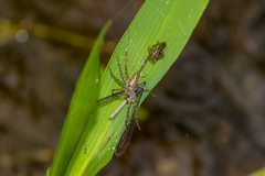 Agriocnemis argentea