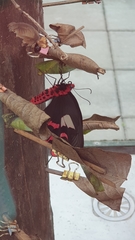 Byasa polyeuctes termessus