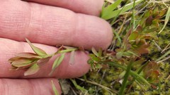 Comandra umbellata californica