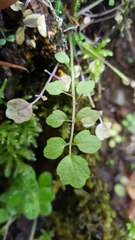 Cardamine oligosperma