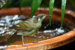Meliphaga notata