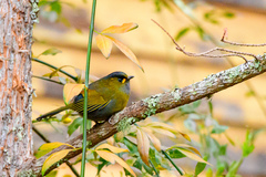 Steere's Liocichla photo 1
