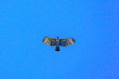 Nisaetus nipalensis