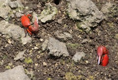 Paraleptuca crassipes