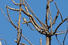 Passer diffusus stygiceps