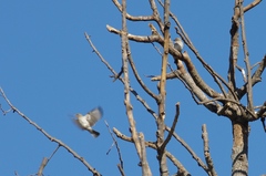 Passer diffusus stygiceps