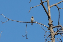 Passer diffusus stygiceps