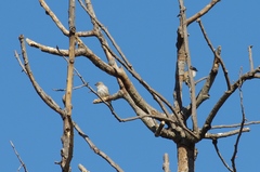 Passer diffusus stygiceps