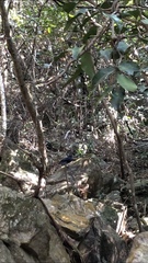 Pterorhinus chinensis monachus