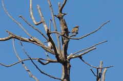 Passer diffusus stygiceps