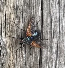 Chetogaster violacea-viridis