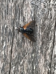 Chetogaster violacea-viridis