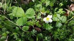 Fragaria virginiana platypetala