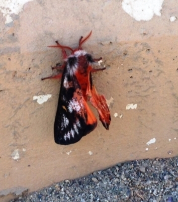 Hemileuca electra (Insects of Kern County) · iNaturalist