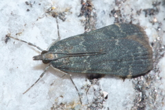 Eudonia cataxesta