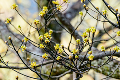 Sassafras randaiense