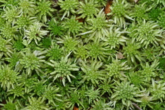 Sphagnum cristatum