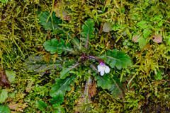 Mazus alpinus