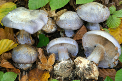 Cortinarius caerulescens