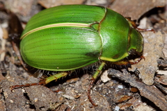 Stethaspis suturalis