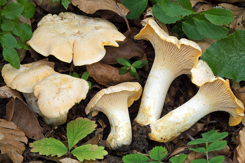 Cantharellus pallens