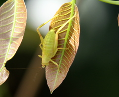 Paracaedicia serrata
