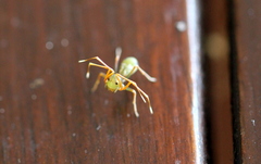 Amyciaea albomaculata