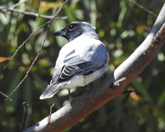 Coracina novaehollandiae