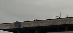 Columba livia domestica