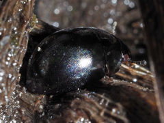 Coelostoma orbiculare