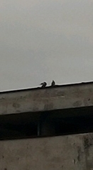 Columba livia domestica
