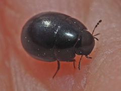 Coelostoma orbiculare