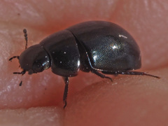 Coelostoma orbiculare