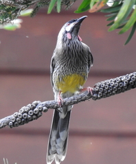 Anthochaera carunculata