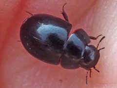 Coelostoma orbiculare