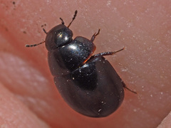 Coelostoma orbiculare