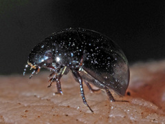 Coelostoma orbiculare