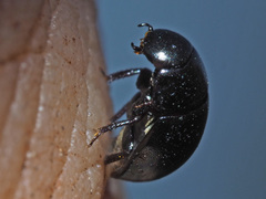 Coelostoma orbiculare